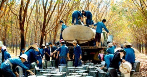 Tập đoàn Cao su niêm yết chưa đến 3% cổ phần