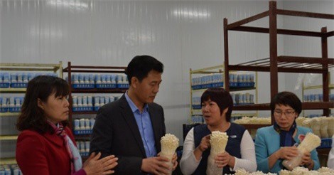 Tiên phong trồng nấm công nghệ cao