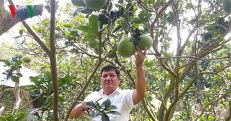 Trở thành tỷ phú nhờ trồng bưởi da xanh