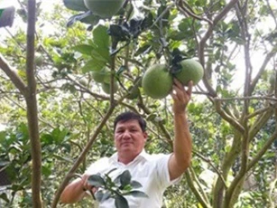 Trở thành tỷ phú nhờ trồng bưởi da xanh
