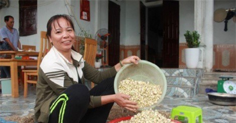 Tư thương tới tấp mua hành tăm xứ Nghệ, củ chưa già cũng mua hết