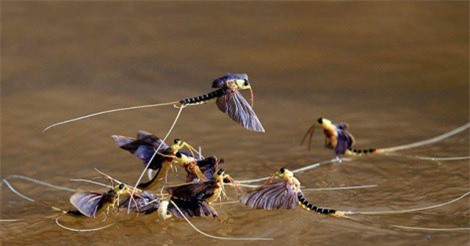 Top 10 loài động vật có tuổi thọ ngắn nhất Trái Đất