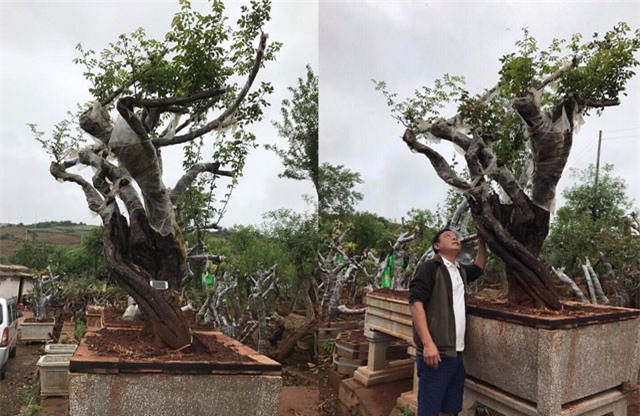 Gốc hoa hồng 200 tuổi được trả 1 tỷ, đại gia Lào Cai vẫn không bán 