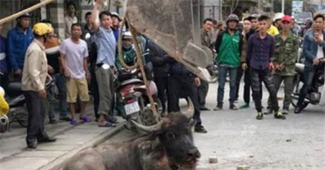 Hải Phòng: Trâu xổng chuồng húc người trên phố