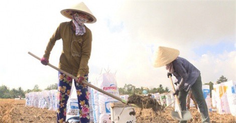 Nông dân ồ ạt bán đất mặt ruộng, hệ luỵ khó lường