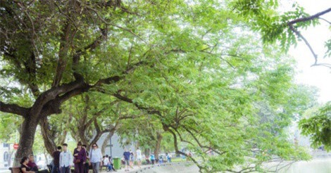 Lên phương án di chuyển 9 cây sưa đỏ để đặt ga ngầm C9 bên hồ Hoàn Kiếm