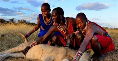 Ly kỳ bộ tộc săn sư tử lấy đuôi tại châu Phi