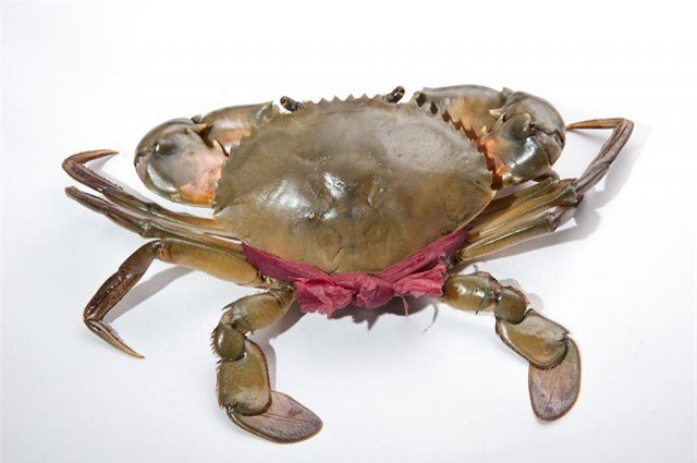 Mẹo hay chọn cua, ghẹ tươi ngon mùa đi biển