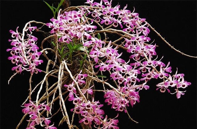 Ngắm loại lan rừng đắt giá bậc nhất Việt Nam, được đại gia nhiệt tình “săn lùng”