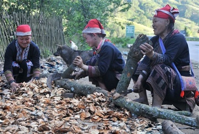 Tìm hiểu những phương thuốc bí truyền của người Dao đỏ