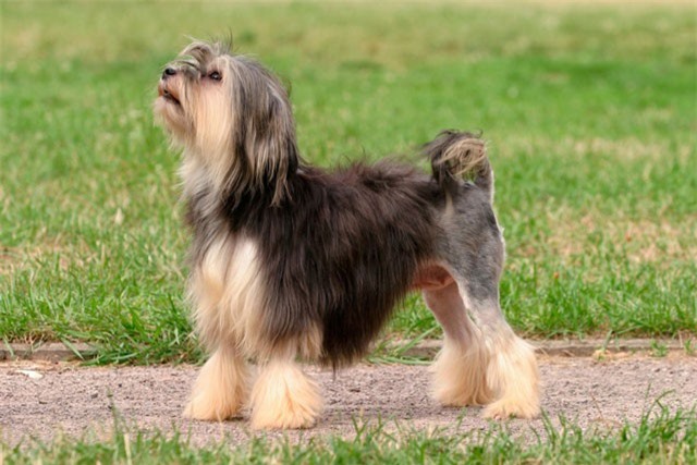 Top 10 giống chó chỉ đại gia mới dám nuôi