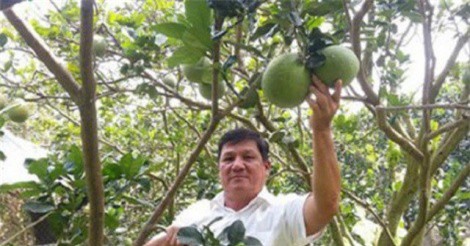 Thu tiền tỷ mỗi năm từ bưởi da xanh