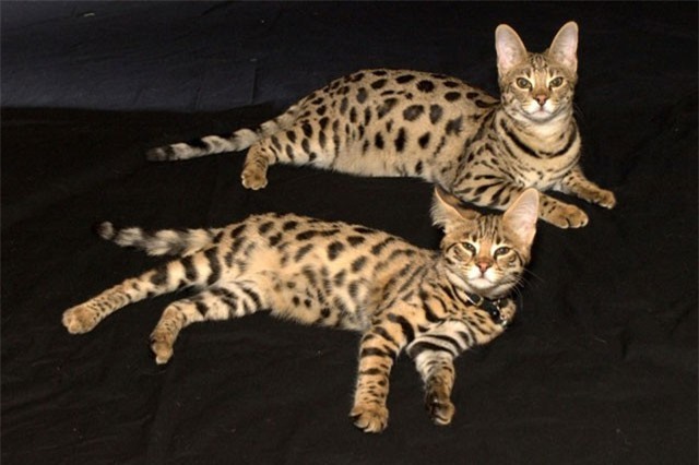 10 giống mèo có giá đắt “cắt cổ”, chỉ đại gia mới dám nuôi