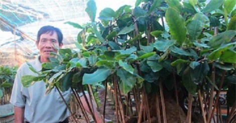 Kiếm tiền tỷ mỗi năm từ mai bonsai