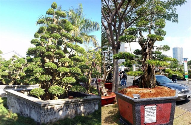 Chiêm ngưỡng bộ 3 cây cảnh giá 50 tỷ đồng của lão nghệ nhân Tây Ninh