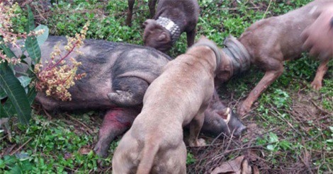 Hà Nội: Thanh niên chơi trò “man rợ”, cho bầy chó săn “tử chiến” lợn rừng