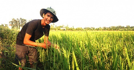 Hành trình làm ra hạt gạo sạch của ông chủ 9x