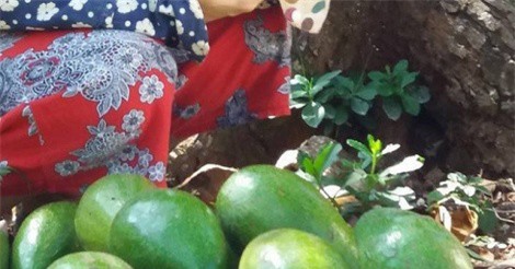 Kiếm tiền tỉ từ 'cây bơ vàng độc nhất vô nhị'