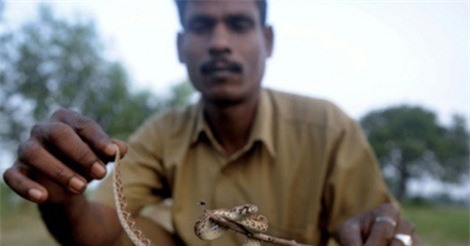 Ly kỳ bộ lạc làm nghề nguy hiểm nhất thế giới, kiếm sống nhờ bắt rắn độc