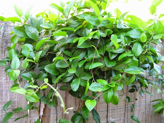 Cách trồng cây sương sâm giúp giải nhiệt, giảm cân hiệu quả