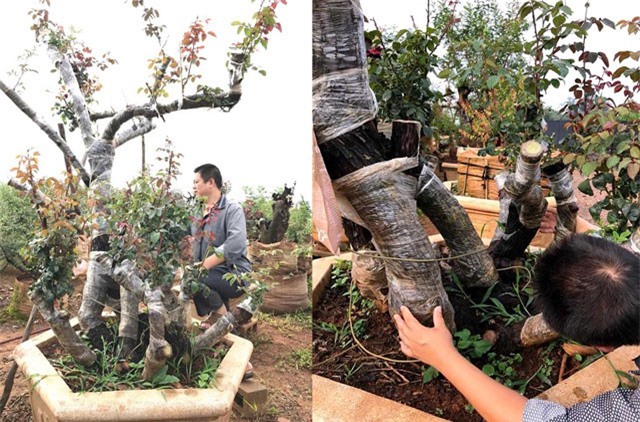 "Choáng ngợp" với gốc hoa hồng mẫu tử, được trả gần 1 tỷ của đại gia Lào Cai
