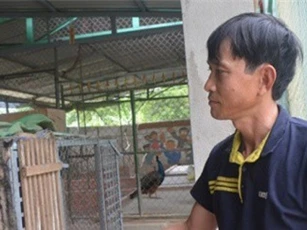 Nuôi thú rừng, lãi hơn 300 triệu mỗi năm