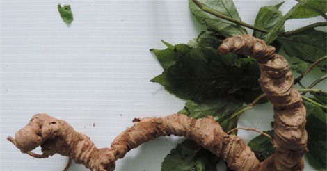 Sâm Ngọc Linh có công dụng gì đặc biệt mà giá “đắt cắt cổ” vẫn cháy hàng?