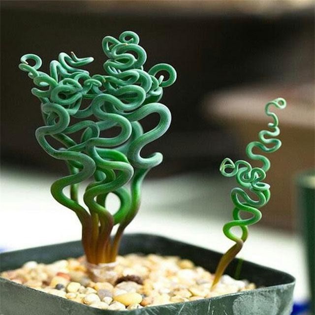 10 loại cây cảnh "đẹp - độc - lạ" nhất trên thế giới ít người biết đến