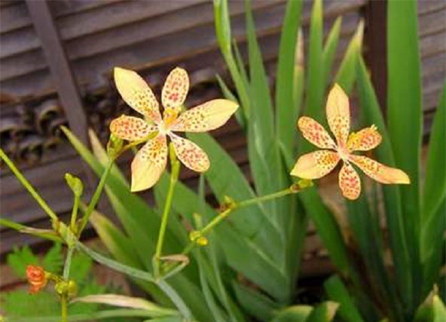 Chữa bệnh đường hô hấp hiệu quả với cây rẻ quạt