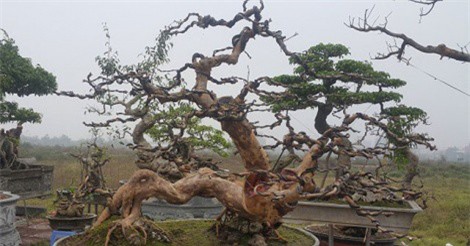 Đại gia Việt tranh nhau mua cây ổi dáng "long cuốn thủy" giá gần 100 triệu đồng 