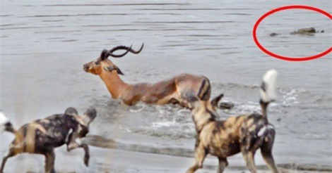 Linh dương xui xẻo, “tránh vỏ dưa gặp vỏ dừa rồi đụng phải vỏ dứa”