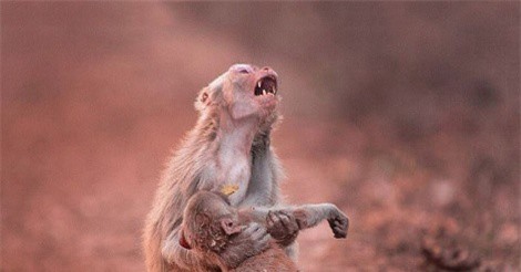 Lý giải bí ẩn quanh việc khỉ mẹ ăn thịt xác con 