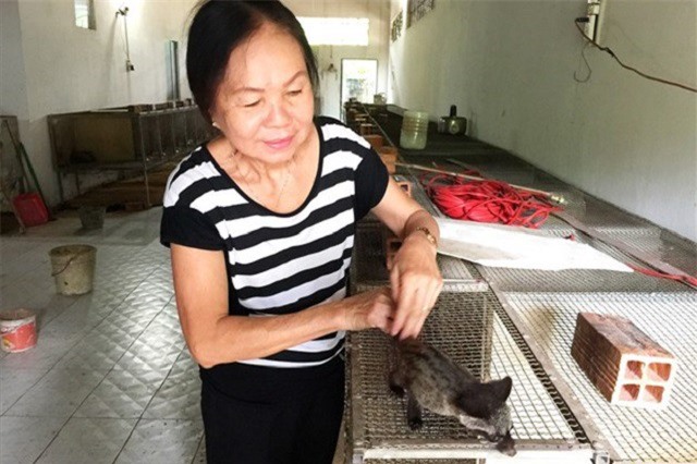 Thu nhập ổn định nhờ nuôi chồn hương