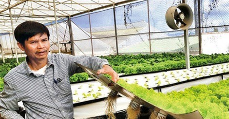 Trồng rau trên không đạt lợi nhuận 3 tỉ đồng/ha/năm