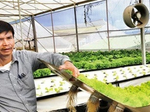 Trồng rau trên không đạt lợi nhuận 3 tỉ đồng/ha/năm
