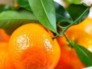 Vì sao bạn nên ăn quýt mỗi ngày?