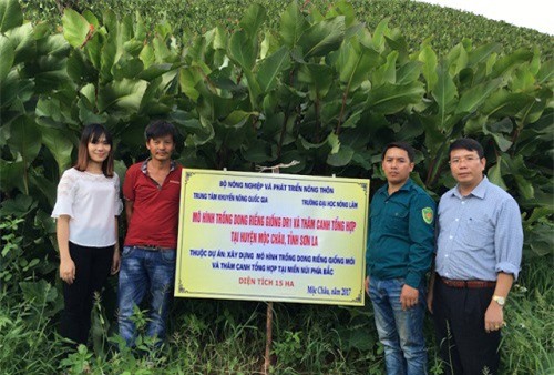 Chiềng Sơn chuyển đổi hàng trăm ha đất trồng cây giá trị kinh tế cao