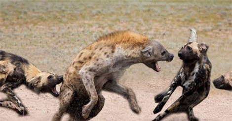 Clip: Linh cẩu trả giá đắt cho tội “cố chịu đấm ăn xôi”