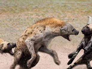 Clip: Linh cẩu trả giá đắt cho tội “cố chịu đấm ăn xôi”