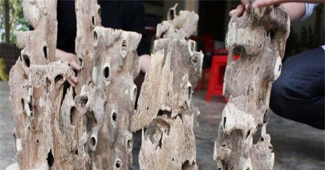 Đại gia Việt chi tiền tỷ chơi trầm hương để tăng cường sinh lực