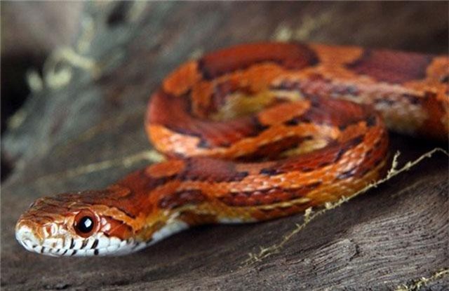 Giải mã điềm báo khi chim bay, rắn bò vào nhà dưới góc nhìn phong thủy