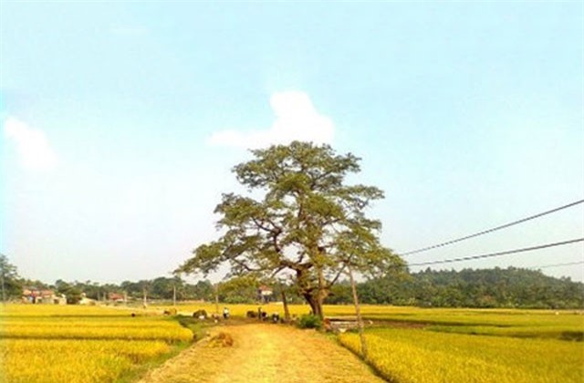 Ly kỳ chuyện cây gạo cổ “ma ám” ở Phú Thọ