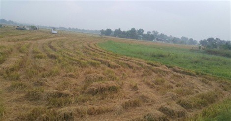 Nghi án cậu bé chăn bò bị thầy giáo chém tử vong ở Long An