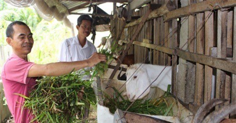 Nuôi dê, nuôi chồn hương làm giàu 