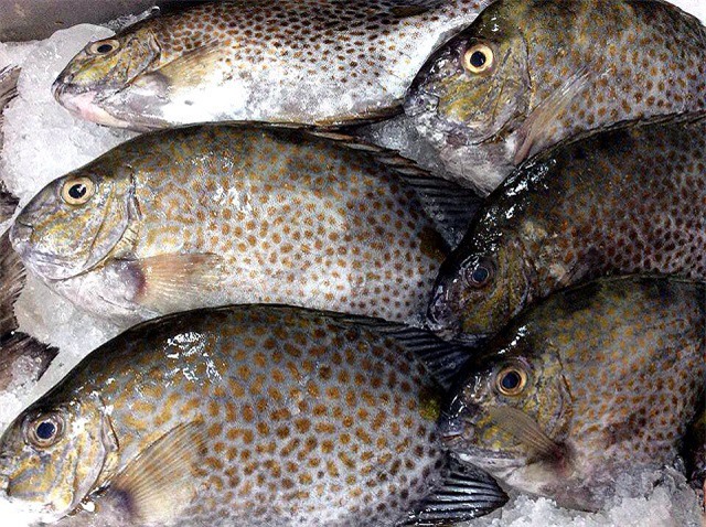 Thu nhập cao nhờ nuôi cá dìa trong ao đất