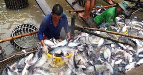 Cá tra Việt Nam đi đâu khi Mỹ đánh thuế cao nhất lịch sử?