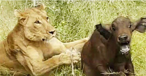 Clip: Bị lạc mẹ, trâu rừng con chết thảm trước nanh vuốt sư tử