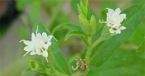 Cỏ ngọt - niềm hy vọng mới cho bệnh nhân tiểu đường