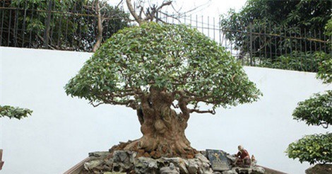 Cận cảnh "cụ" bằng lăng hình nấm của đại gia Phú Thọ, giá hơn 2 tỷ