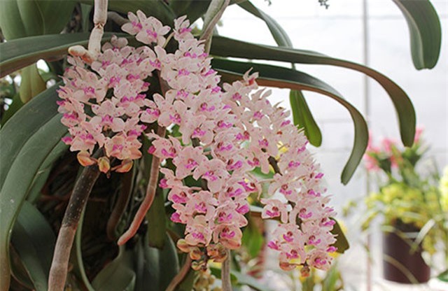 &quot;&#x110;&#x1ED9;c l&#x1EA1;&quot; ch&#x1EAD;u lan r&#x1EEB;ng tr&#x1EA3; tr&#x103;m tri&#x1EC7;u kh&#xF4;ng b&#xE1;n c&#x1EE7;a &#x111;&#x1EA1;i gia Nam &#x110;&#x1ECB;nh